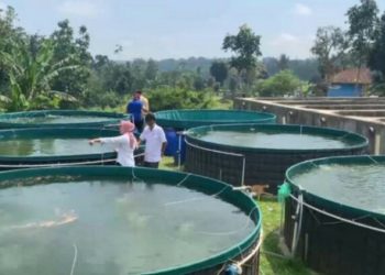 Wow, Hasil Panen Ikan Petani Milenial Sudah Ditunggu Perusahaan Ini