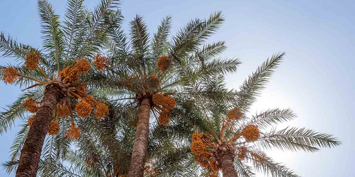 Karamah Sebab Menjaga Diri dan Keluarga