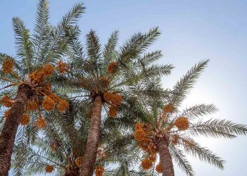 Karamah Sebab Menjaga Diri dan Keluarga