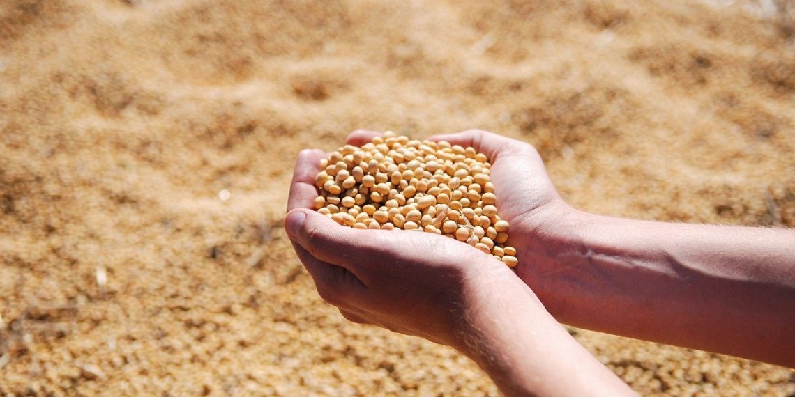 Harga Kedelai Dunia Melonjak, Pemerintah Jamin Stok dan Harga di Indonesia Stabil