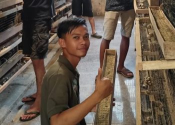Program Magang bagi Petani Milenial Ternak Puyuh Sudah Bergulir