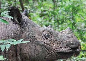 Alhamdulillah, Badak dan Elang Jawa Lahiran