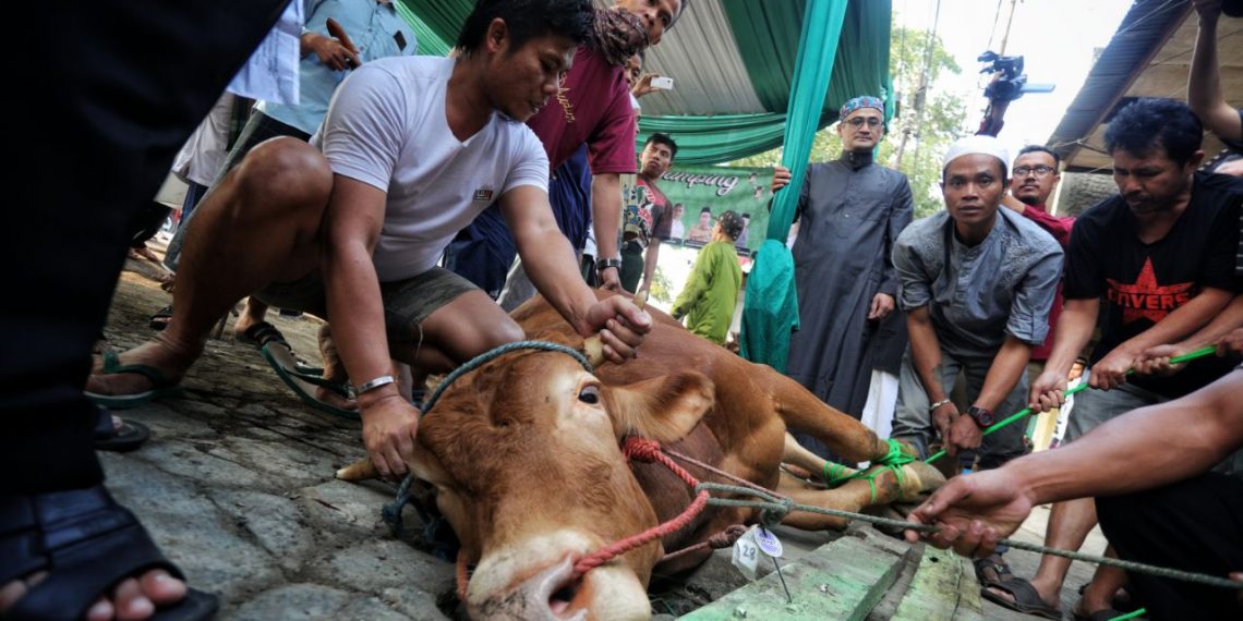 Pemotongah Hewan Kurban/Idul Adha