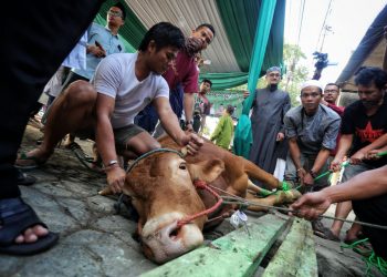 Pemotongah Hewan Kurban/Idul Adha