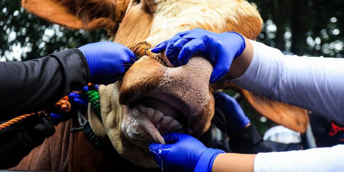 Kota Bandung Belum Dapat Jatah Vaksin untuk Hewan Ternak