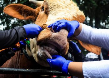 Kota Bandung Belum Dapat Jatah Vaksin untuk Hewan Ternak