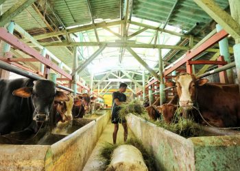 Kasus PMK Bertambah, Kota Bandung Siaga 1