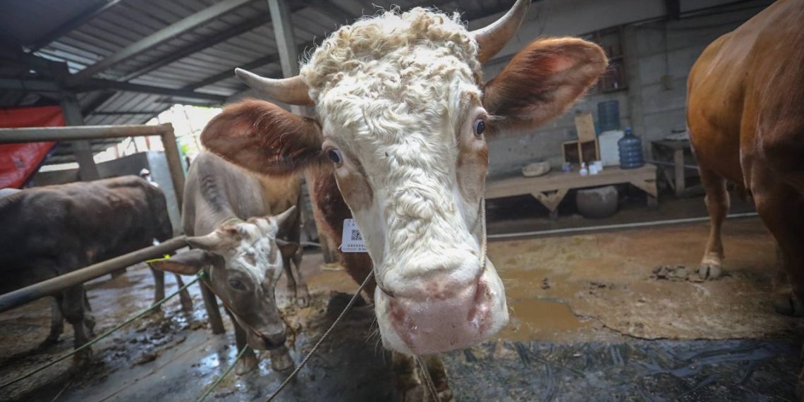 Komitmen Pemkab Bandung Barat Bagi Peternak Terdampak PMK