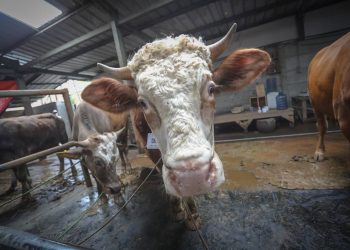 Komitmen Pemkab Bandung Barat Bagi Peternak Terdampak PMK